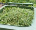 green waste-how to get the best out of your rubbish removal sydney